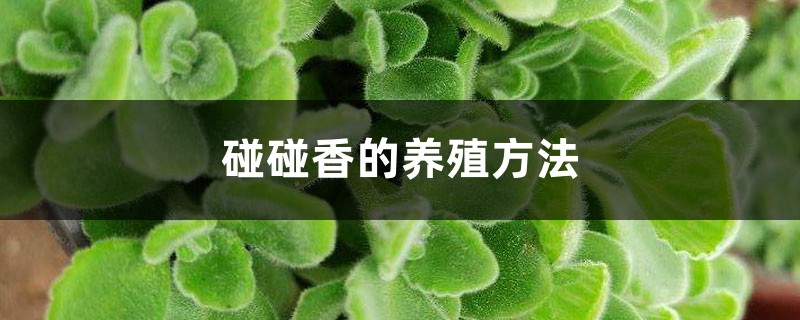 碰碰香的养殖方法