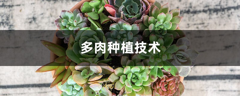 多肉种植技术