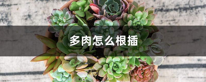 多肉怎么根插