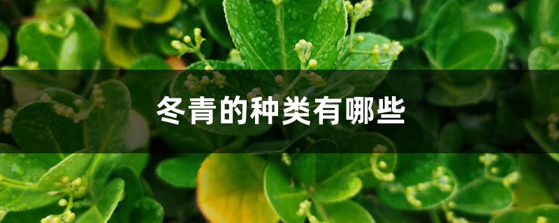 冬青的种类有哪些