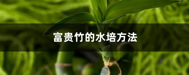 富贵竹的水培方法