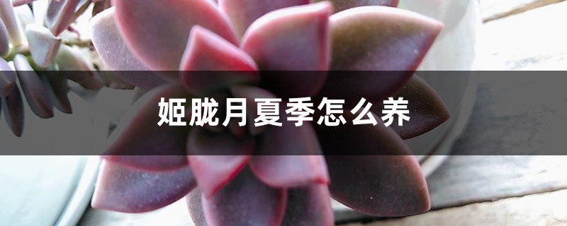 姬胧月夏季怎么养