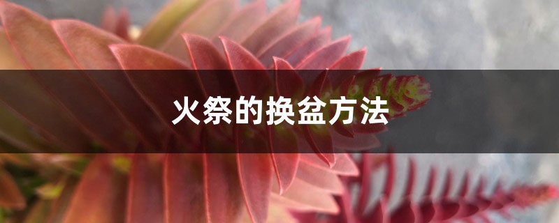 火祭的换盆方法