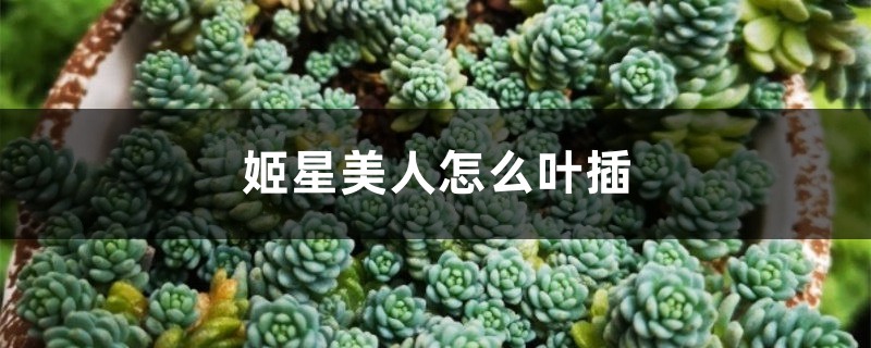 姬星美人怎么叶插
