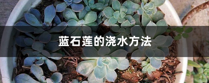 蓝石莲的浇水方法