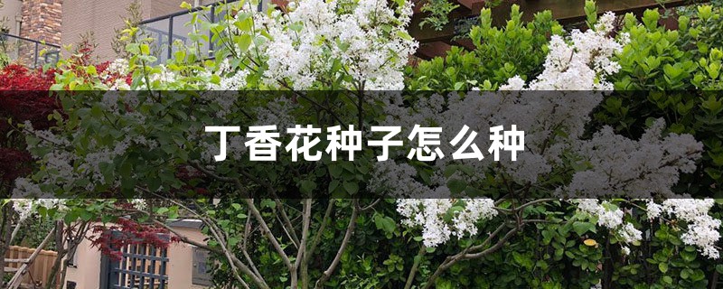 丁香花种子怎么种