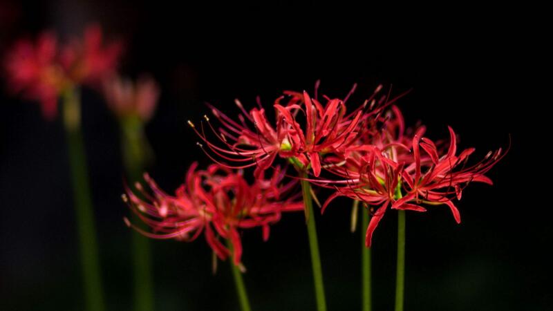 彼岸花花语