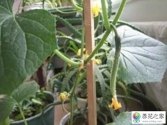 在家怎么自制植物肥料