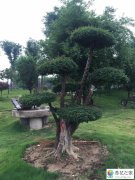 对节白蜡喜欢什么土养殖