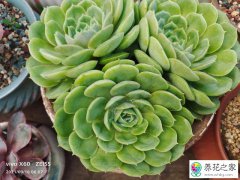 你家花盆里都养的什么花