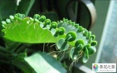 植物落地生根可以在家中种植吗