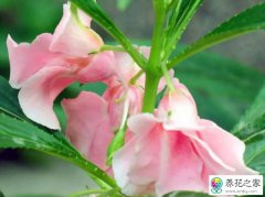凤仙花可以防蛇吗