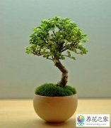 什么植物不需要土壤可以生长