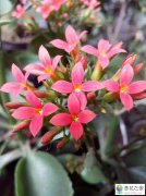 长寿花什么季节扦插成活率高