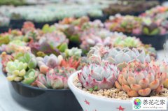 多肉植物为什么那么难养