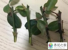 如何进行月季花的扦插培育