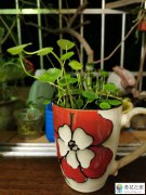 哪些喜阴的花卉能在家里养