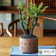 小叶紫檀盆景如何养