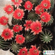 能开花结果的仙人掌有哪些品种