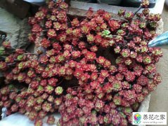 蒂亚长太多侧芽咋办