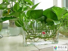 绿植的净化作用和室内绿植养护过多的利弊