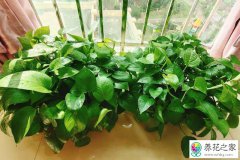 什么品种的花好养