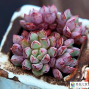 多肉应该如何正确浇水