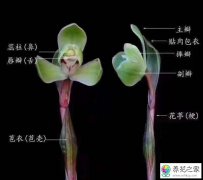 兰花的苞衣和叶荚图解