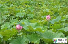 莲藕长的慢施什么肥好