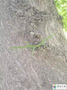 植物的刺有什么作用