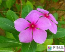 四季梅有重瓣的吗,该如何养护
