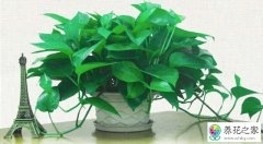 黄豆可以做花肥吗