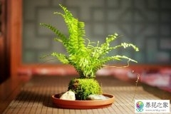 没有光线的卫生间适合养什么花