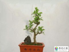 黄花梨盆栽适合室内种吗