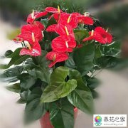 适合室内养殖花期又长的花卉