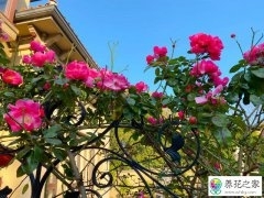 月季花越开越小怎么施肥
