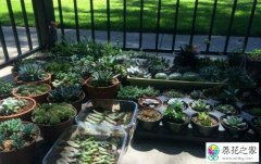 夏季多肉植物容易被晒伤如何预防处理