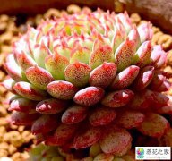 怎么种植玉蝶更容易成功度夏