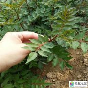 入伏天可以移栽花椒树吗