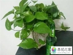 光线不好的室内适合养什么植物