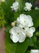 茉莉花是怎么繁殖的?茉莉花容易繁殖吗
