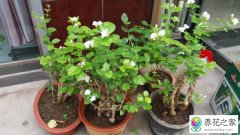植物绿植多少温度应该移植入室内防寒越冬