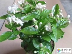 造成茉莉花换盆后枯叶的原因是什么