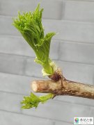 剪短了植物的枝条还会从被剪的那个点生出新的吗