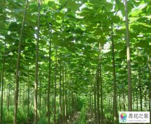 农村庭院种植什么树木遮阴效果好