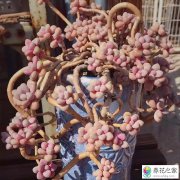 老桩长小牙要不要摘掉