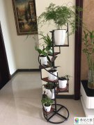 新房入住适合养什么花