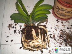 花卉盆景该如何进行换盆