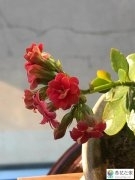 长寿花隔着玻璃晒太阳有用吗