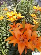 百合花开花期间需要施肥吗